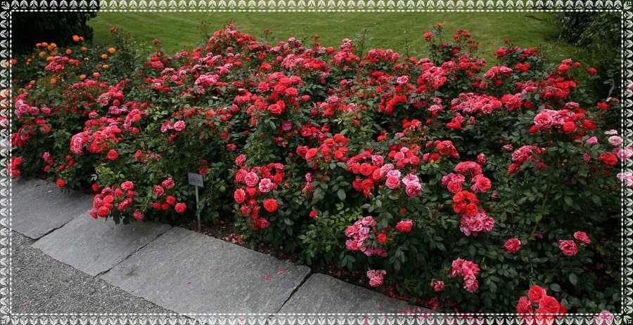 Cherry Girl róże rabatowe